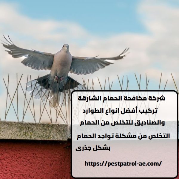 شركة مكافحة الحمام الشارقة