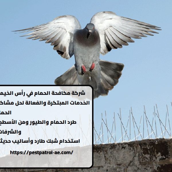 شركة مكافحة الحمام في رأس الخيمة