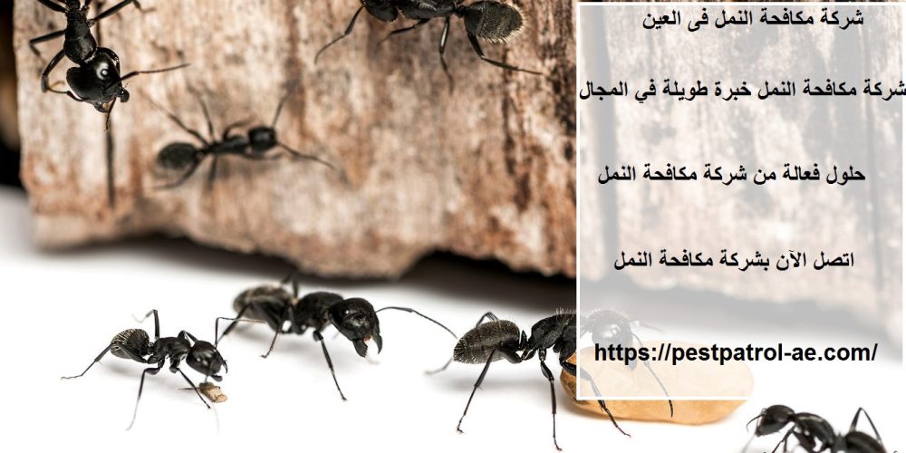 شركة مكافحة النمل في العين