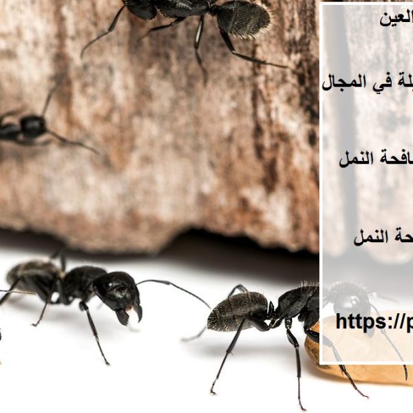شركة مكافحة النمل في العين