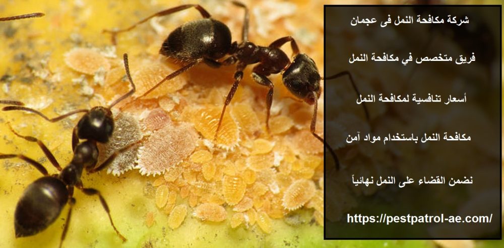 شركة مكافحة النمل فى عجمان