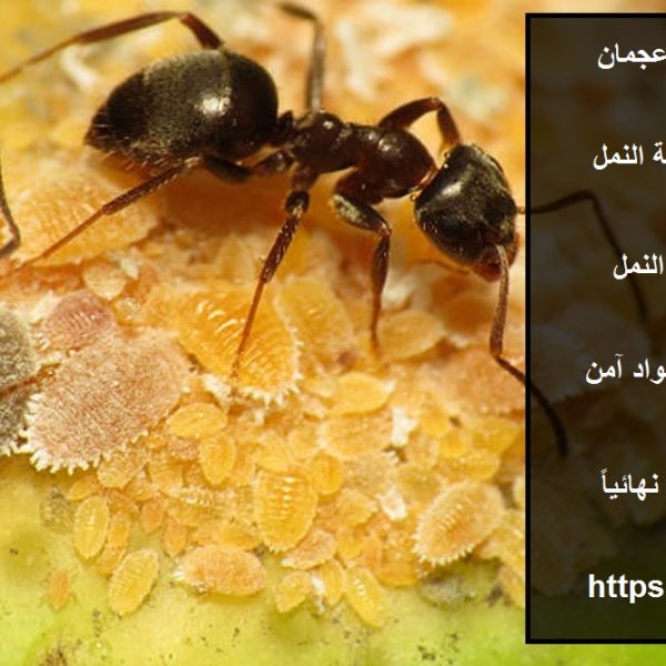 شركة مكافحة النمل فى عجمان