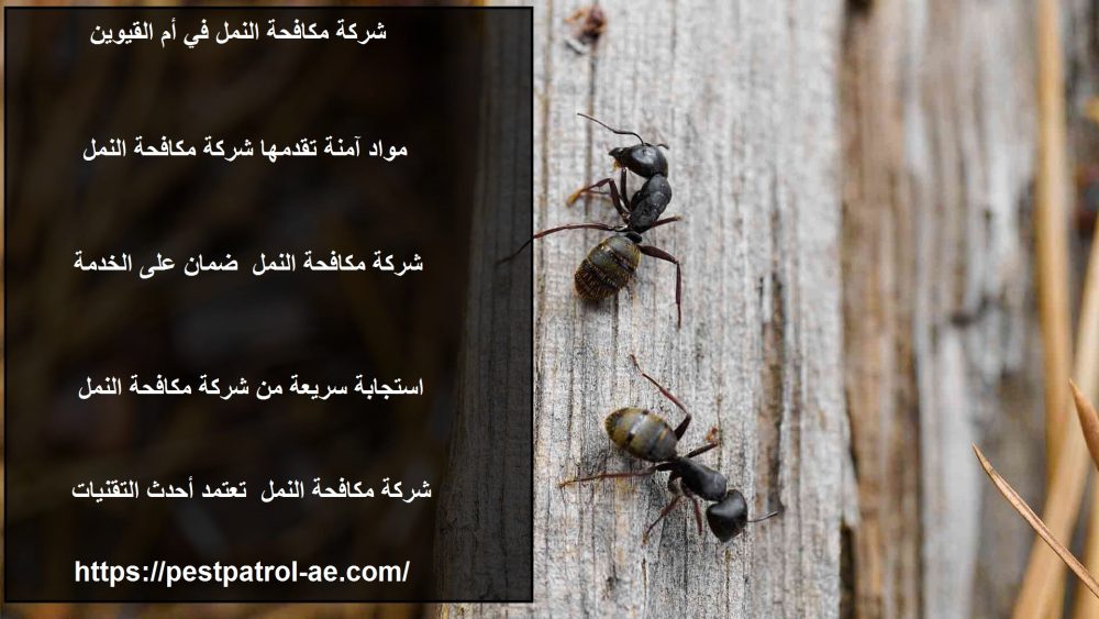 شركة مكافحة النمل في أم القيوين