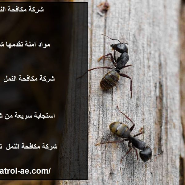 شركة مكافحة النمل في أم القيوين