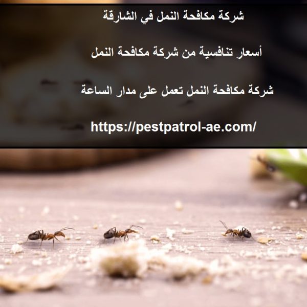 شركة مكافحة النمل في الشارقة