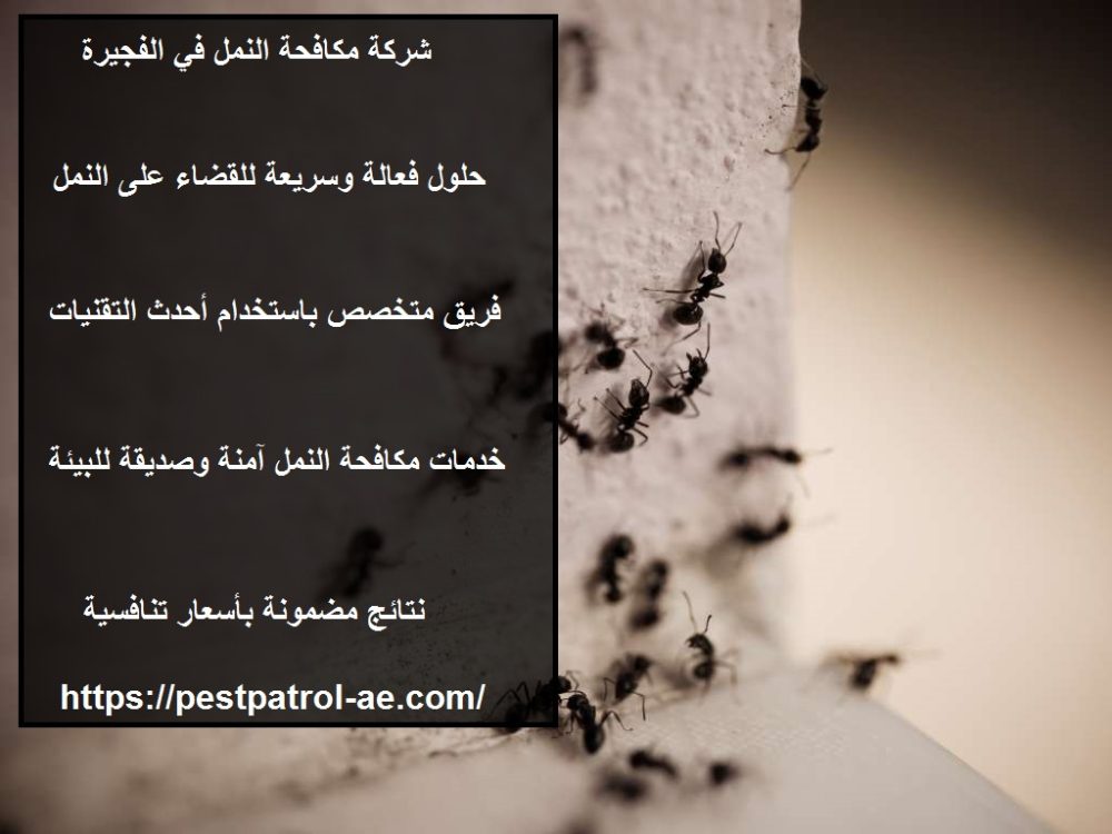 شركة مكافحة النمل في الفجيرة : 0505181228