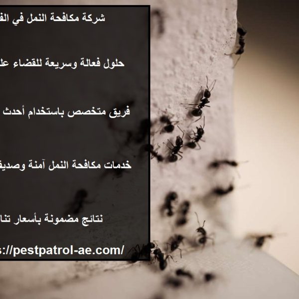 شركة مكافحة النمل في الفجيرة : 0505181228