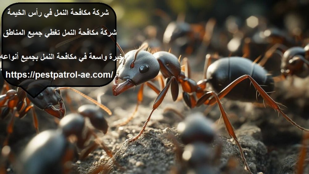 شركة مكافحة النمل في رأس الخيمة