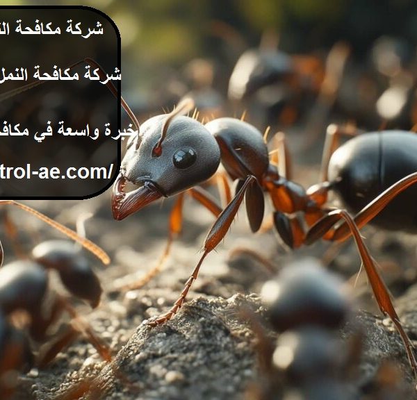 شركة مكافحة النمل في رأس الخيمة