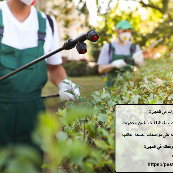 شركة رش حشرات في الفجيرة