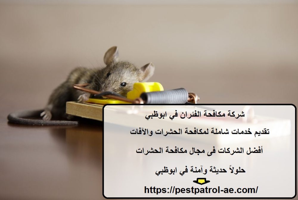 شركة مكافحة الفئران في ابوظبي