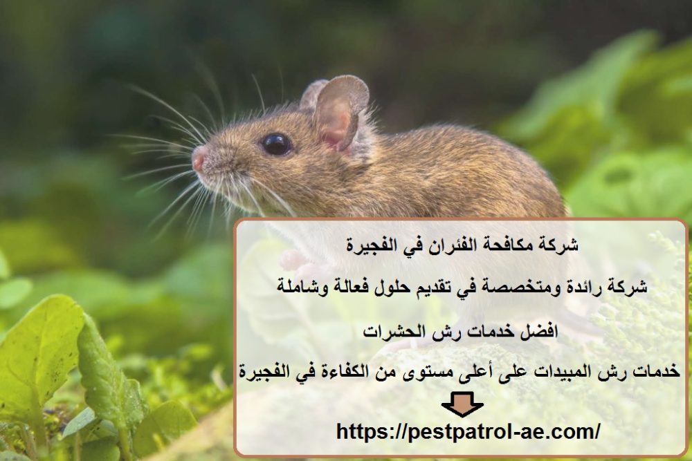 شركة مكافحة الفئران في الفجيرة