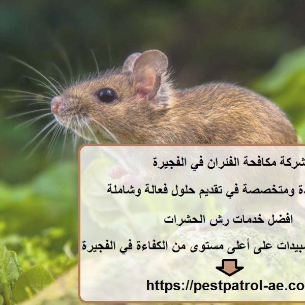 شركة مكافحة الفئران في الفجيرة