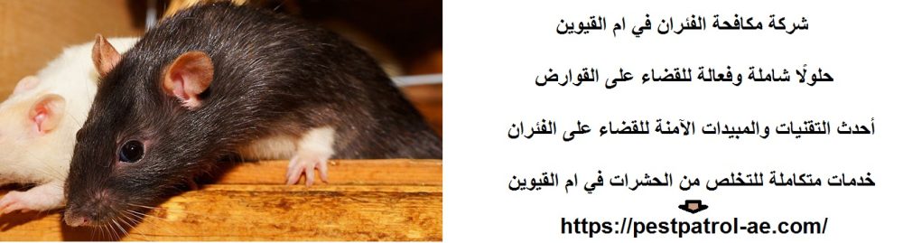 شركة مكافحة الفئران في ام القيوين