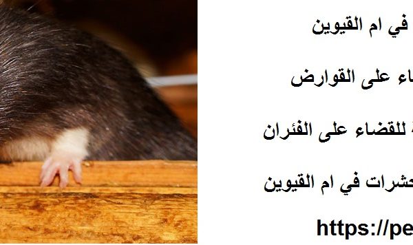 شركة مكافحة الفئران في ام القيوين