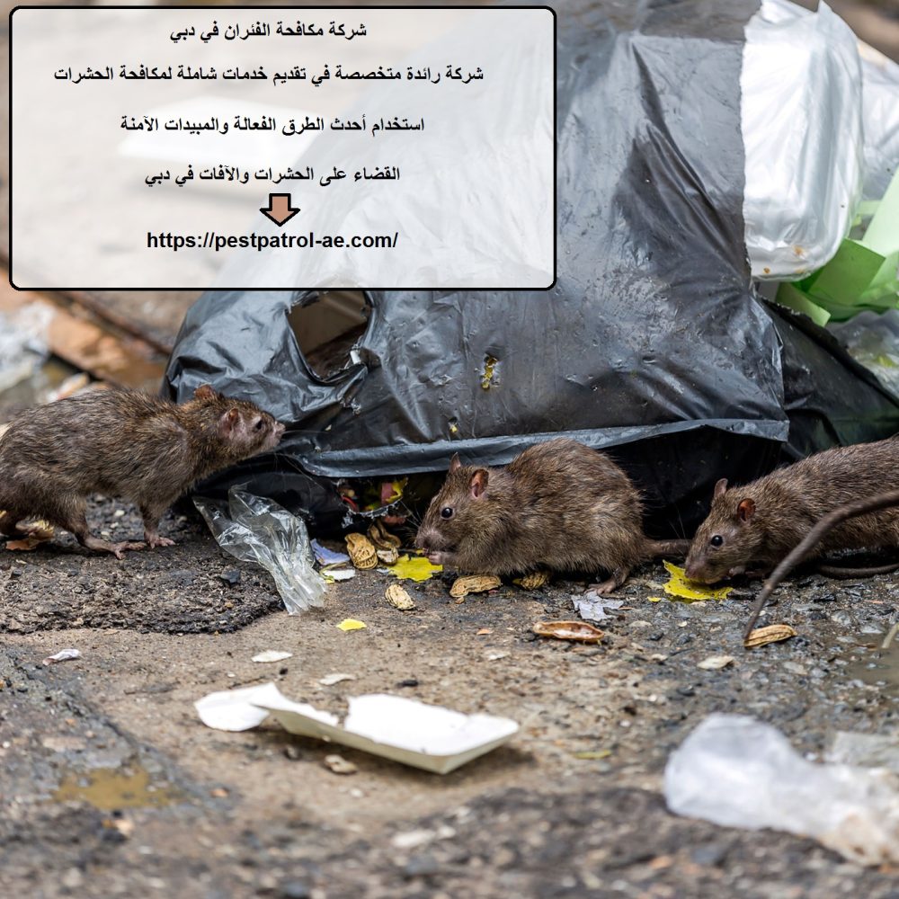 شركة مكافحة الفئران في دبي