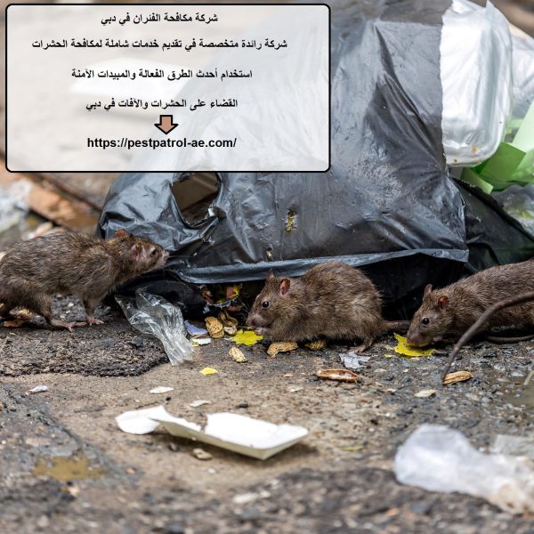 شركة مكافحة الفئران في دبي