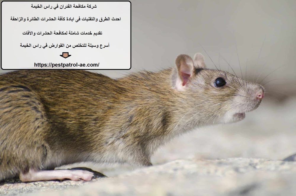 شركة مكافحة الفئران في راس الخيمة