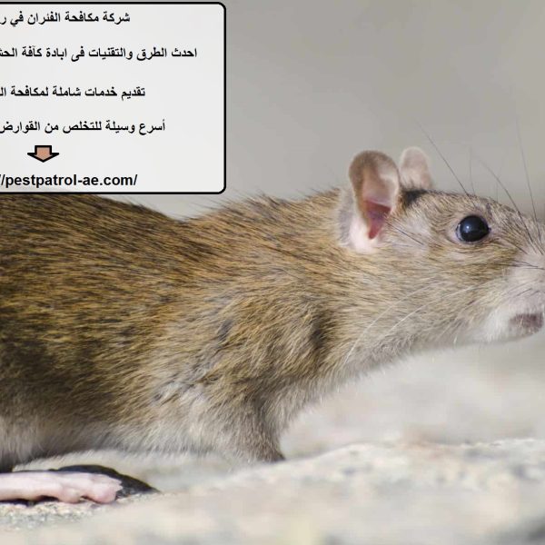 شركة مكافحة الفئران في راس الخيمة