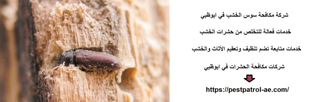 شركة مكافحة سوس الخشب في ابوظبي