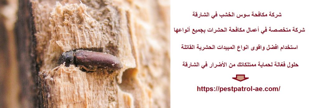 شركة مكافحة سوس الخشب في الشارقة