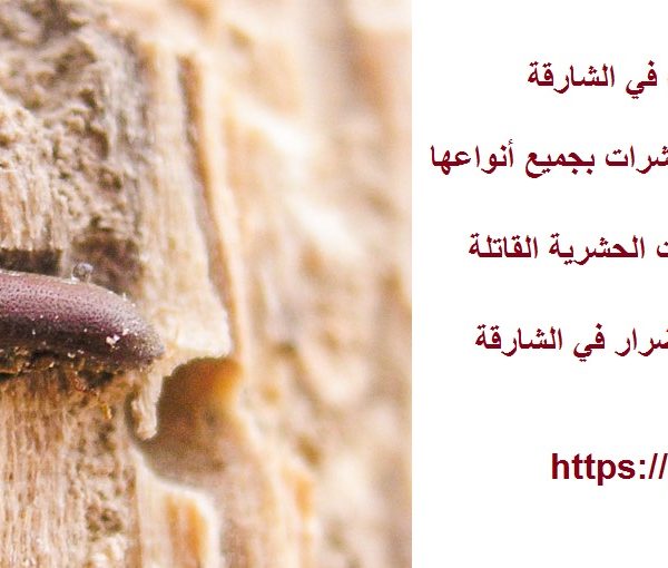 شركة مكافحة سوس الخشب في الشارقة