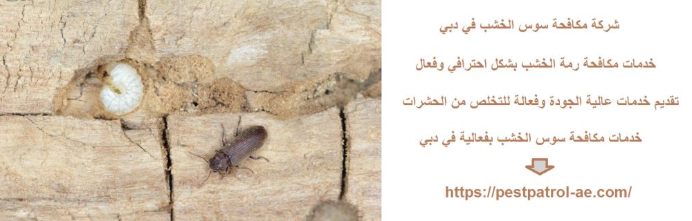 شركة مكافحة سوس الخشب في دبي