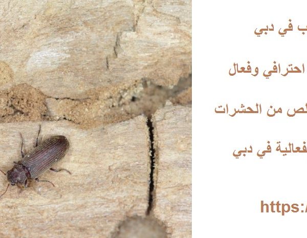 شركة مكافحة سوس الخشب في دبي