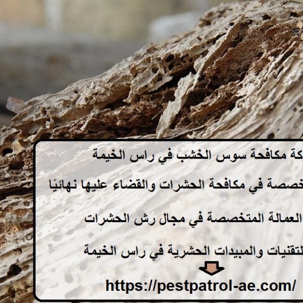 شركة مكافحة سوس الخشب في راس الخيمة